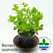Bacopa australis